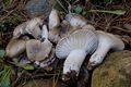 Hygrophorus agathosmus